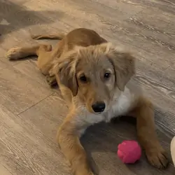 Golden retriever