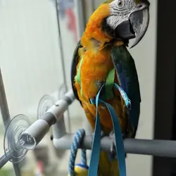 Catalina Macaw