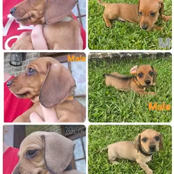 Ckc male miniature dachshunds