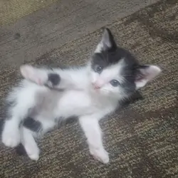 Black and white kitten