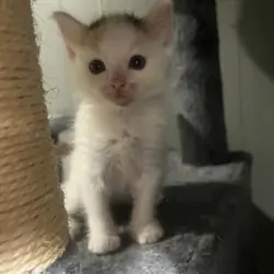 Beautiful kitten