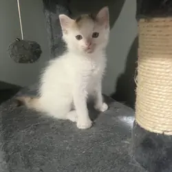 Beautiful kitten