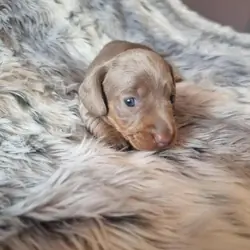 Beautiful KC Registered Miniature Dachshund Pups M