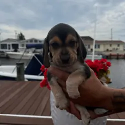 Beagle puppies
