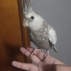 WHITEFACE PEARL COCKATIEL FEMALE