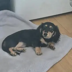 Longhair miniature daschund Miniature Dachshund