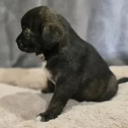 Chihuahua mix puppies