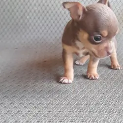 Tea cup Chihuahuas