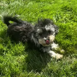 Maltipoo’s