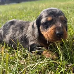 5 stunning mini dachshunds for sale❤️🏡🥰 Miniatur