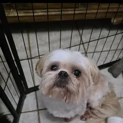 Shih tuz