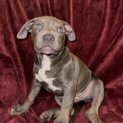 🐾 12-Week-Old Blue Trindle Female American Bully