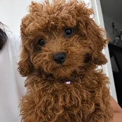 Toy red poodle