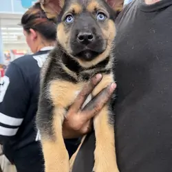 German Shepard/Husky pup