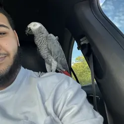 African grey