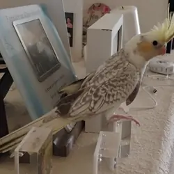 Female Pearled Cockatiel