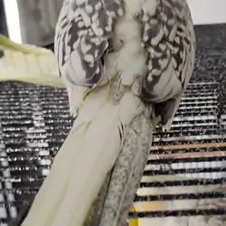 Male Pearled Cockatiel