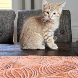 Kittens
