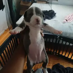 bully terrier