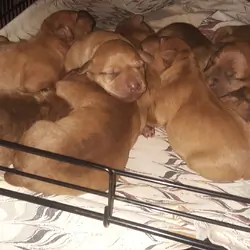 Old Family Red Nose American pit bull terriers