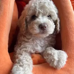 Lola - female miniature poodle puppy - ready 9/18
