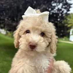Lola - female miniature poodle puppy - ready 9/18