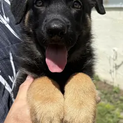 AKC German Shepherd Puppy