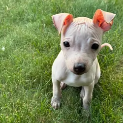 Male Hairless Terrier Puppy  Ready Now