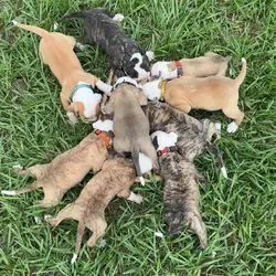 American Bulldog puppies
