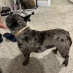 Blue Merel French Bulldog