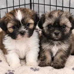 Shih tzu puppies