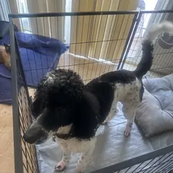 Standard Poodle akc registered male