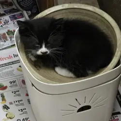Black and Tiger Longish Hair Male Kittens