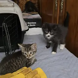 Black and Tiger Male Kittens