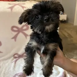 Shorkie female puppies