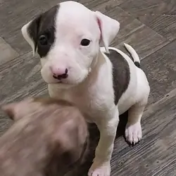 Male American Pit Bull Puppy