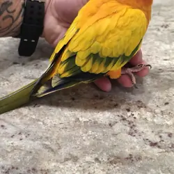 SunConures