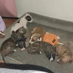 Puppies
