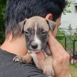 Puppy