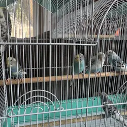 10 parakeets and cage