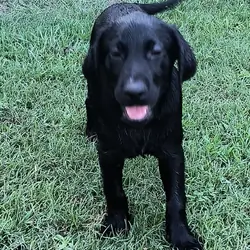 AKC ENGLISH LABRADOR RETRIEVERS
