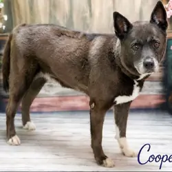 Looking for a Gentle Giant? Akita Mix