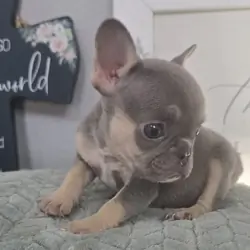 Frenchie female akc