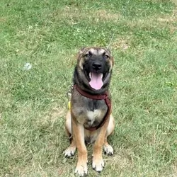 free dog