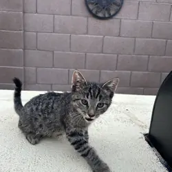 Kittens