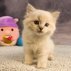 Royal Blue Eyes ragdolls in Columbus, GA