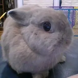 baby Netherland dwarf bunny