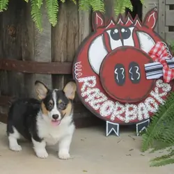 AKC Pembroke Welsh Corgi's