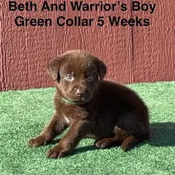 AKC Chocolate And Black Labrador Puppies
