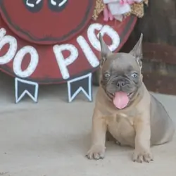 AKC French Bulldogs